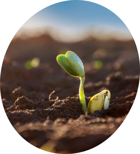 <h2>Gerando créditos de carbono enquanto <strong>recuperamos ambientes</strong></h2>
